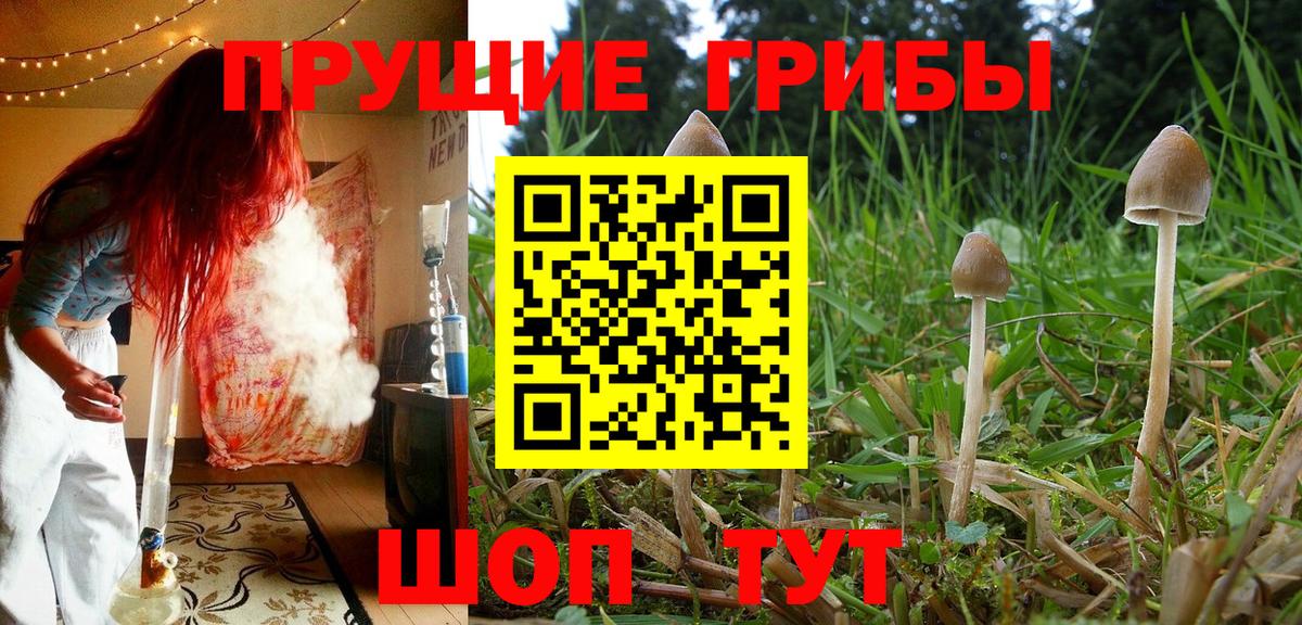 Шебекино  Галлюциногенные грибы Psilocybine cubensis  Вход с VPN 